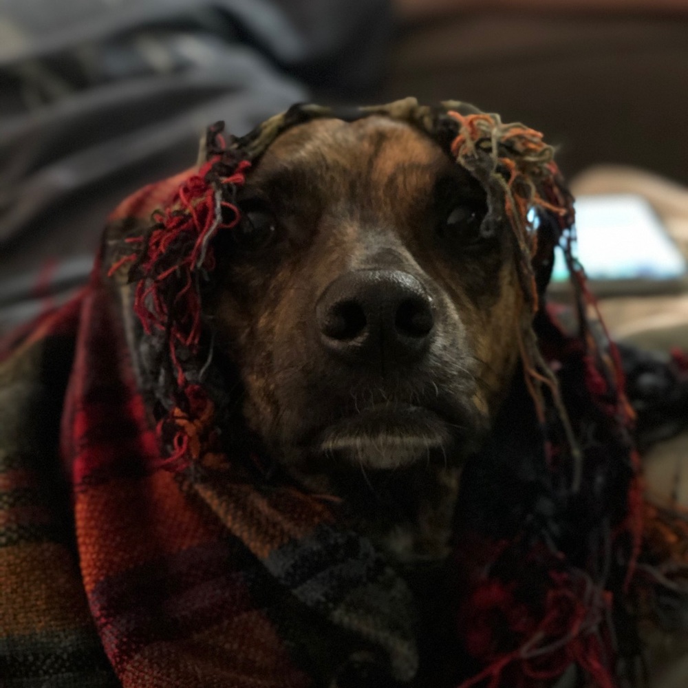 Meet your Posher, Brody